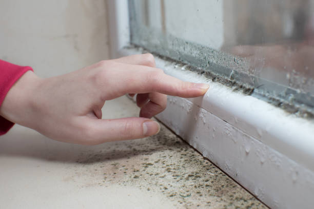 Best Mold Remediation for Healthcare Facilities  in Cusseta, GA